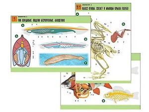 Комплект таблиц по биологии демонстрационных "Зоология 2" (16 таблиц, формат А1, ламинированные) - fgospostavki.ru - Белово