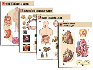 Комплект таблиц по биологии демонстрационных "Человек и его здоровье 1" (20 таблиц, формат А1, ламинированные) - fgospostavki.ru - Белово