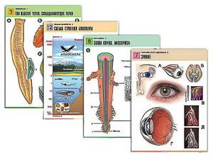 Комплект таблиц по всему курсу биологии (120 штук, формат А1, полноцветные, ламинированные) - fgospostavki.ru - Белово