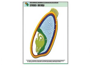 Рельефная таблица "Зерновка пшеницы" (формат А1, матовое ламинирование) - fgospostavki.ru - Белово
