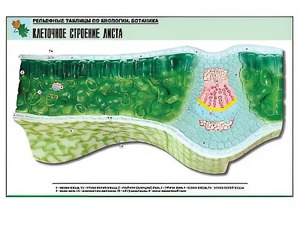 Рельефная таблица "Клеточное строение листа" (формат А1, матовое ламинирование) - fgospostavki.ru - Белово