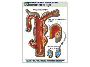 Рельефная таблица "Внутреннее строение гидры" - fgospostavki.ru - Белово