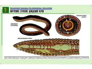 Рельефная таблица "Внутреннее строение дождевого червя" (формат А1, матовое ламинирование) - fgospostavki.ru - Белово