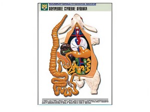 Рельефная таблица "Внутреннее строение кролика" (формат А1, матовое ламинирование) - fgospostavki.ru - Белово