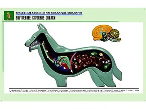 Рельефная таблица "Внутреннее строение собаки" (формат А1, матовое ламинирование) - fgospostavki.ru - Белово