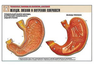 Рельефная таблица "Желудок. Внешняя и внутренняя поверхности" (формат А1, матовое ламинирование) - fgospostavki.ru - Белово