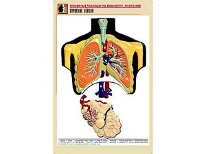 Рельефная таблица "Строение легких" (формат А1, матовое ламинирование) - fgospostavki.ru - Белово