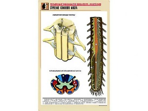 Рельефная таблица "Строение спинного мозга " (формат А1, матовое ламинирование) - fgospostavki.ru - Белово