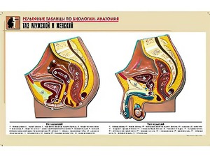 Рельефная таблица "Таз мужской и женский" (формат А1, матовое ламинирование) - fgospostavki.ru - Белово
