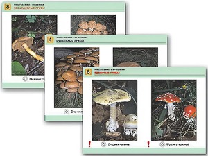 Комплект таблиц раздаточных "Грибы съедобные и несъедобные" (цветные, ламинированные, А4, 8 штук) - fgospostavki.ru - Белово