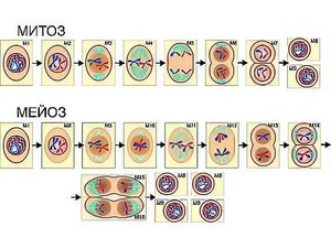Модель-аппликация "Деление клетки. Митоз и мейоз" (ламинированная) - fgospostavki.ru - Белово