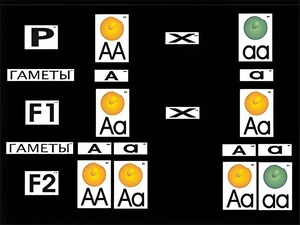 Модель-аппликация "Моногибридное скрещивание" (ламинированная) - fgospostavki.ru - Белово