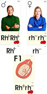 Модель-аппликация "Наследование резус-фактора" (ламинированная) - fgospostavki.ru - Белово