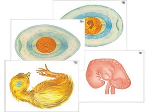 Модель-аппликация "Развитие птицы и млекопитающего (человека)" (ламинированная) - fgospostavki.ru - Белово