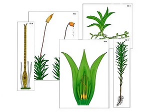 Модель-аппликация "Размножение мха" (ламинированная) - fgospostavki.ru - Белово