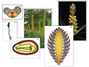 Модель-аппликация "Размножение сосны" (ламинированная) - fgospostavki.ru - Белово