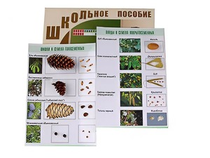 Коллекция "Шишки, плоды, семена деревьев и кустарников" - fgospostavki.ru - Белово