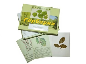 Гербарий "Дикорастущие растения" (30 видов, с иллюстрациями) - fgospostavki.ru - Белово