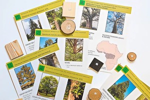 Коллекция "Древесные растения и их распространение" (демонстрационная) - fgospostavki.ru - Белово