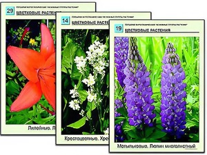 Гербарий фотографический "Основные группы растений" - fgospostavki.ru - Белово