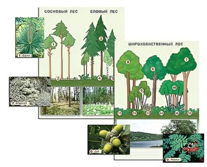 Гербарий фотографический "Растительные сообщества. Лес" (раздаточный) - fgospostavki.ru - Белово