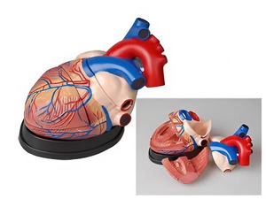 Модель сердца в разрезе (демонстрационная) - fgospostavki.ru - Белово