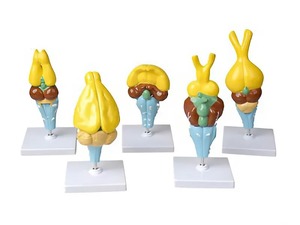 Комплект моделей строения мозга позвоночных - fgospostavki.ru - Белово