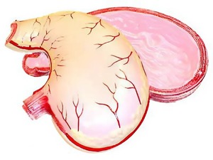 Модель желудка в разрезе - fgospostavki.ru - Белово