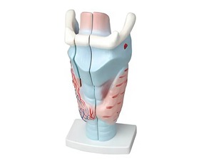 Модель гортани в разрезе - fgospostavki.ru - Белово