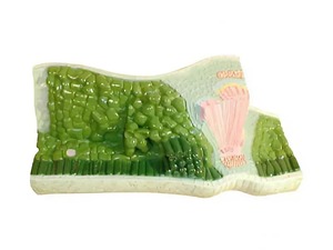 Модель строения листа - fgospostavki.ru - Белово