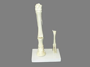 Модель "Скелет конечностей лошади и овцы" (на подставке) - fgospostavki.ru - Белово