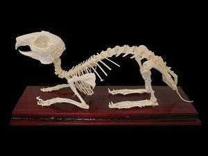 Скелет кролика - fgospostavki.ru - Белово