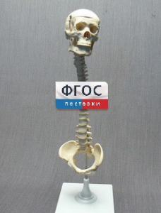 Модель "Позвоночник с черепом и тазом" - fgospostavki.ru - Белово