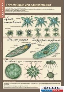Комплект таблиц. Биология 7 класс. Животные. - fgospostavki.ru - Белово