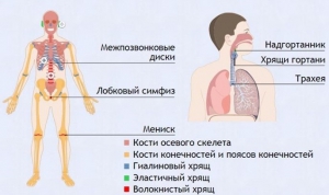 Интерактивные курсы. Биология 9 класс. Базовый. - fgospostavki.ru - Белово