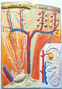 Модель барельефная "Почка" (макро-микростроение) - fgospostavki.ru - Белово