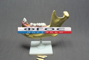 Модель "Челюсть разборная" - fgospostavki.ru - Белово