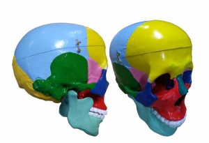 Модель "Череп" (с раскрашенными костями) - fgospostavki.ru - Белово