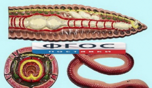 Модель барельефная "Внутреннее строение дождевого червя" - fgospostavki.ru - Белово