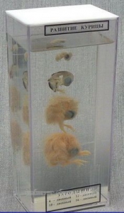 Влажный препарат "Развитие курицы" - fgospostavki.ru - Белово