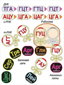 Модель-аппликация Биосинтез белка - fgospostavki.ru - Белово