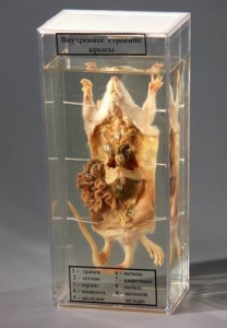 Влажный препарат "Внутреннее строение крысы" - fgospostavki.ru - Белово