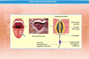 Интерактивные курсы. Биология 10 класс. Базовый. - fgospostavki.ru - Белово