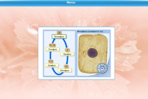 Интерактивные курсы. Биология 6 класс. Базовый - fgospostavki.ru - Белово