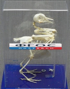 Скелет голубя - fgospostavki.ru - Белово