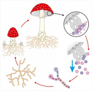 Модель-аппликация Размножение шляпочного гриба - fgospostavki.ru - Белово