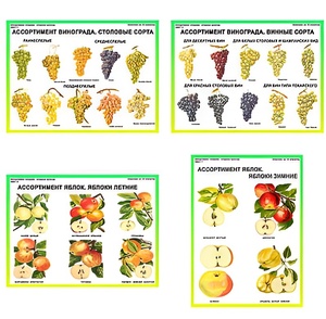 Плакаты ПРОФТЕХ "Ассортимент плодово-ягодных культур" (19 пл, винил, 70х100) - fgospostavki.ru - Белово
