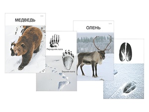 Комплект дидактических карточек "Следы на снегу" - fgospostavki.ru - Белово