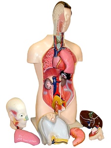 Торс человека разборный (42 см.) - fgospostavki.ru - Белово