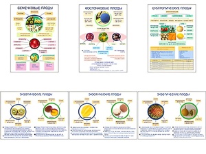 Плакаты ПРОФТЕХ "Плоды" (6 пл, винил, 70х100) - fgospostavki.ru - Белово